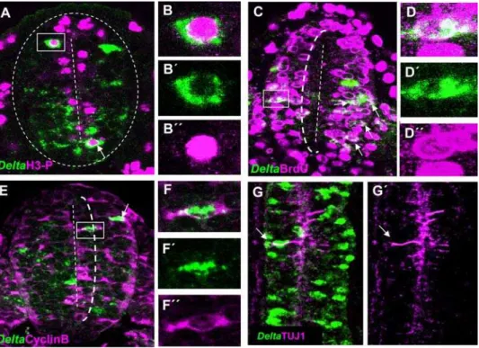 Figure 2. Delta-1 is expressed in cycling neural progenitor cells. Double immunolabelling of Delta-1 mRNA and cell cycle markers in transverse sections of the prospective spinal cord at the level of the last five caudal somites in HH10 chick embryos