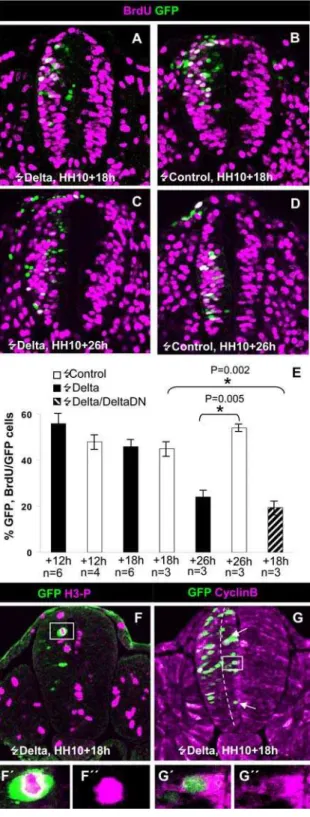 Fig. 6E) and a strong decrease in the production of neurons (16,463%; Fig. 5I) 26 h post-transfection as compared with the effect of Delta-1 alone (Fig