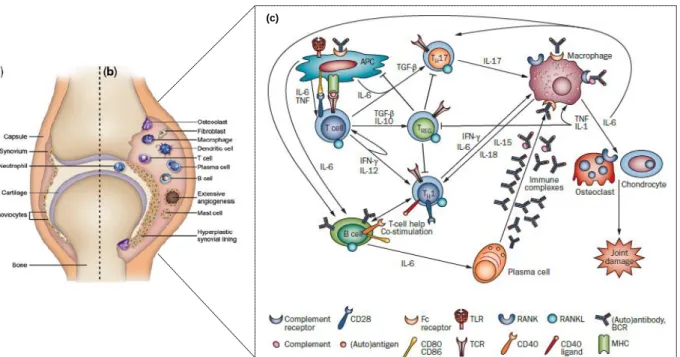 Fig. 2 - Pathogenesis of RA (Adapted from  158,159 ) a) represents the normal synovium; b) in RA the immune  cells  inflitrate  the  synovium  making  it  hyperplastic  with  extensive  angiogenisis;  c)  the  adaptive  and  innate  immune processes in the