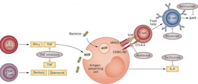 Fig. 3 - Biologic agents and its targerts (Adapted from  84 ) 