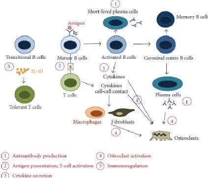 Fig. 4 - The multiple roles of B cells in RA (Adapted from  102 ) Immune responses potentially orchestrated by B  cells  in  rheumatoid  arthritis
