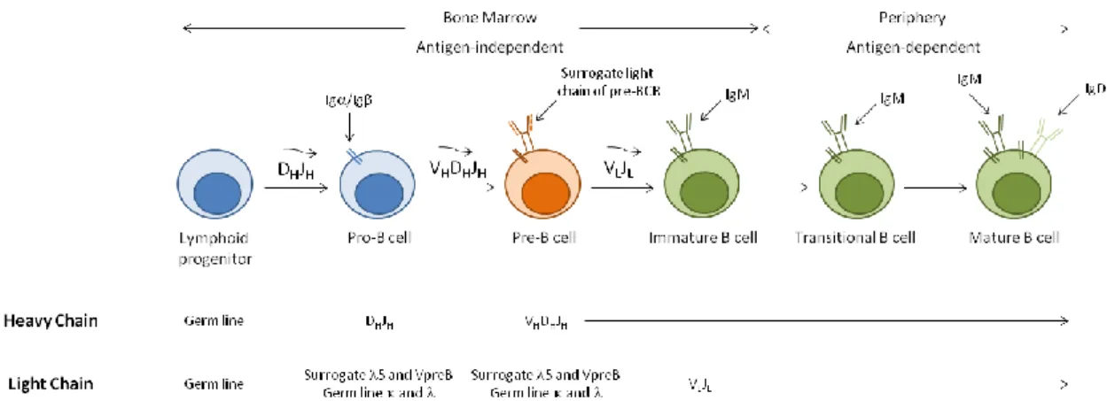 Figure 1. B-cell development. Outline of the events involved, depicting the bone marrow, antigen-independent phase,  and the functional maturation in the periphery (adapted from Immunology, by Goldsby et al