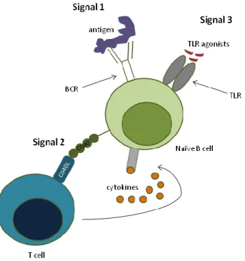 Figure 3. The 3-signal model for naïve B-cell activation. Full activation of naïve B cells requires the integration of BCR  stimulation (Signal 1), and help provided by T cells (Signal 2), both in the form of co-stimulation and cytokines