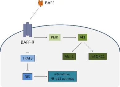 Figure 4. Simplified schematic representation of BAFF-R-mediated signalling events. 