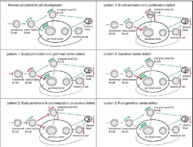 Figure  7.  Model  of  the  pathophysiological  background  of  five  different  B-cell  patterns  in  Common  Variable  Immunodeficiency  patients,  based  on  proliferation  history  and  somatic  hypermutation  levels