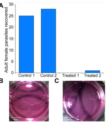 Fig 1. In-vivo phenotypic study demonstrating effects of 20-hydroxyecdysone on adult worms