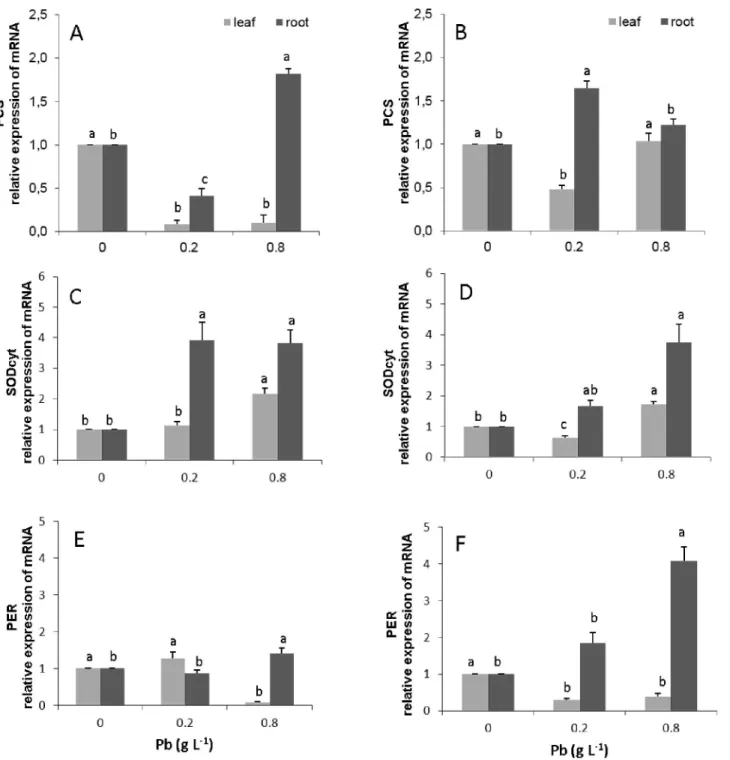 Fig 7. Amount of gene transcripts of the biosynthetic pathway of phytochelatins synthase (PCs); cytoplasmic superoxide dismutase (SODCyt) and peroxidase (PER-1) in leaves and roots of T 