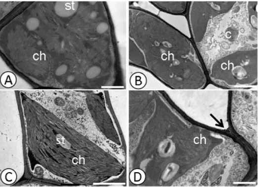 Fig 2. Deposition of electro-dense material in the cell wall detected by ultrastructural micrographs of leaf mesophyll cells