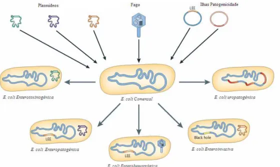 Figura  2.  Contribuição  da  aquisição  horizontal  de  elementos  genéticos  móveis  para  a  evolução  dos  distintos tipos patogénicos de E