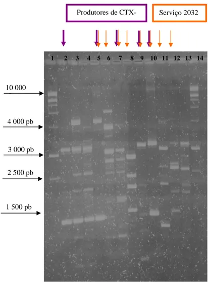 Figura  13.  Determinação  do  perfil  genético  dos  isolados  de  Klebsiella spp. do HSM