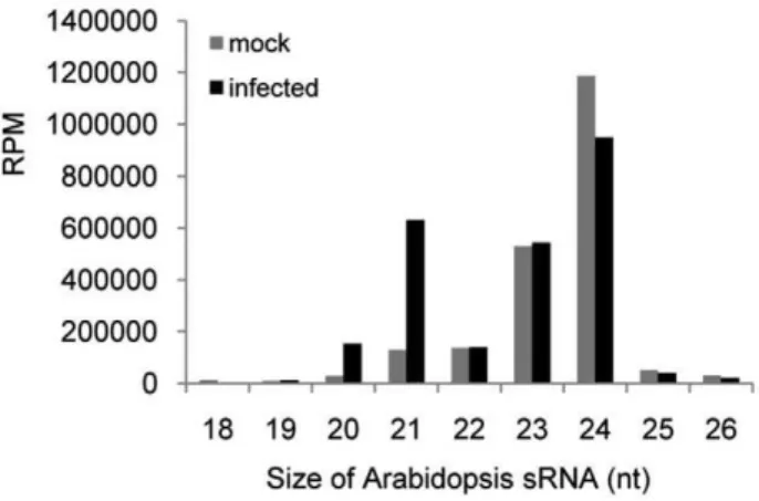 Figure 1. Size-distribution of Arabidopsis sRNAs in ORMV- ORMV-infected and non-ORMV-infected plants.