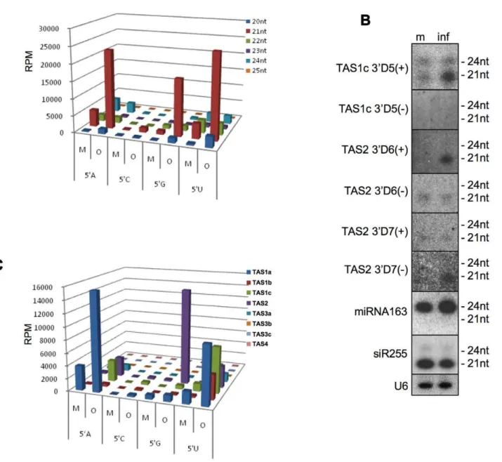 Figure 2. Effect of ORMV infection on the ta-siRNA profile. (A) ta-siRNA reads for ORMV-infected (O) and non-infected (mock-treated, M) plants are sorted according to size (nt) and 59 terminal nucleotide