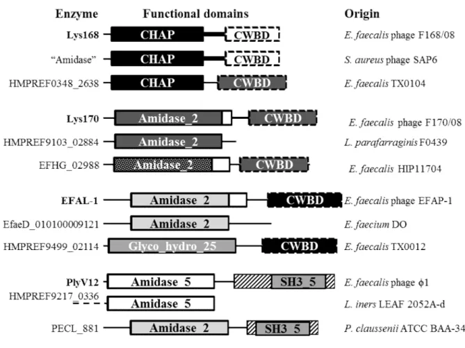 Fig.  6.  Nature  organization  and  sequence  relatedness  of E.  faecalis  phage  endolysin  functional  domains