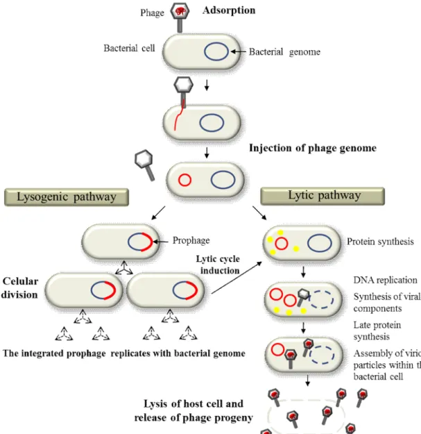 Fig. 2. Schematic representation of the two major bacteriophage life styles (adapted from Thiel, 2004).