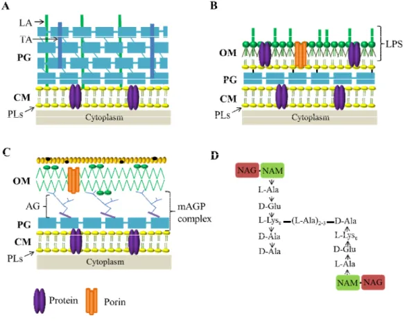 Fig. 3. Bacterial cell envelopes. (A) Gram-positive bacteria, (B) Gram-negative, and (C) mycobacteria