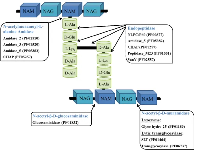 Fig. 5. Basic structure of peptidoglycan with indication of the bonds that are targeted by the five main types  of enzymatic domains found in phage PG hydrolases
