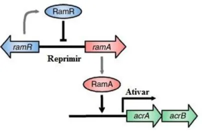 Figura 7 - Via de regulação da bomba de efluxo  AcrAB: a proteina RamR reprime a  expressão do gene ramA que  codifica o activador trancripcional, RamA, do acrAB
