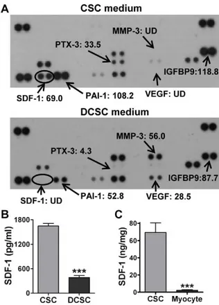 Figure 5. Determination of dominant paracrine factor(s) in CSCs. A, Cytokine antibody array was performed in conditioned medium (CM) from CSCs and DCSCs