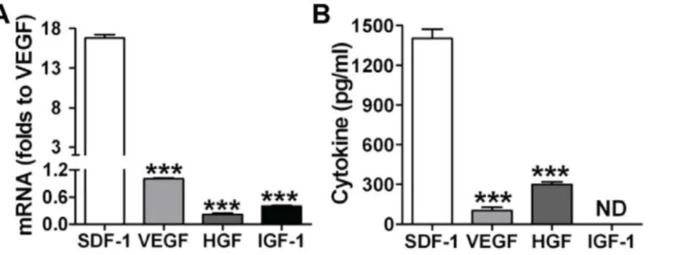 Figure 6. CSCs expressed much higher mRNA (A) and protein levels (B) of SDF-1 compared to production of VEGF, HGF and IGF-1.