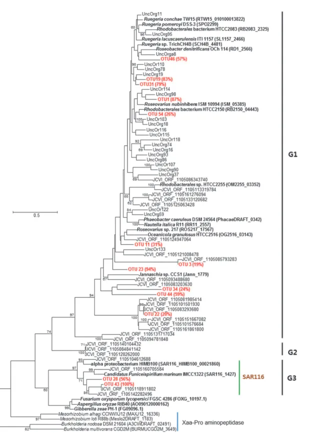 Figure 2. Tree showing the phylogentic relationships of representative amino acid sequences of each OTU obtained in this study (red text)