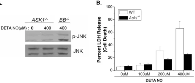 Figure 8. Ask1 is required for NO-induced cell death. Phospho-JNK was measured to assess JNK activity in Ask1 2/2 and Bax 2/2 /Bak 2/2 MEFs treated with 0 or 400 mM DETA-NO (A)