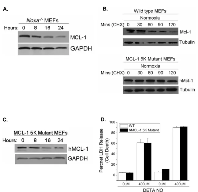 Figure 10. Nitric oxide-induced MCL-1 degradation occurs through a non-canonical pathway