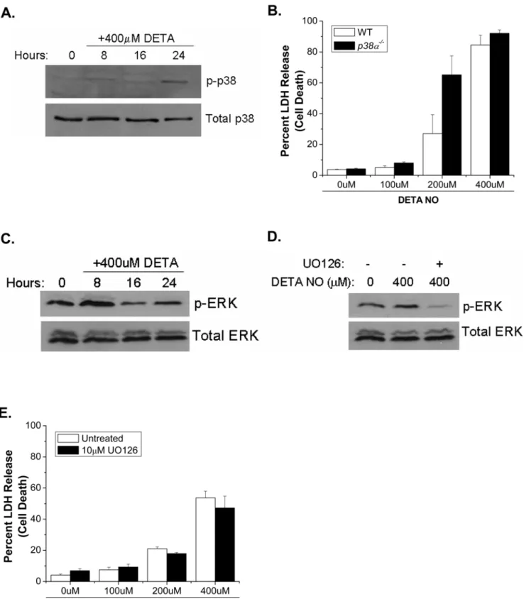 Figure 7. p38 and ERK are activated by NO, but do not mediate NO-induced cell death. Phospho-p38 was measured to assess p38 activity in Bax 2/2 /Bak 2/2 MEFs treated with 400 mM DETA-NO for 8, 16 and 24 hours (A)