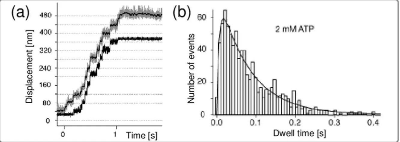 Figure 1. (a) Typical stepping trajectory, i.e., spatial displacement as a function of time and (b) dwell time distribution of myosin V, adapted from [4]