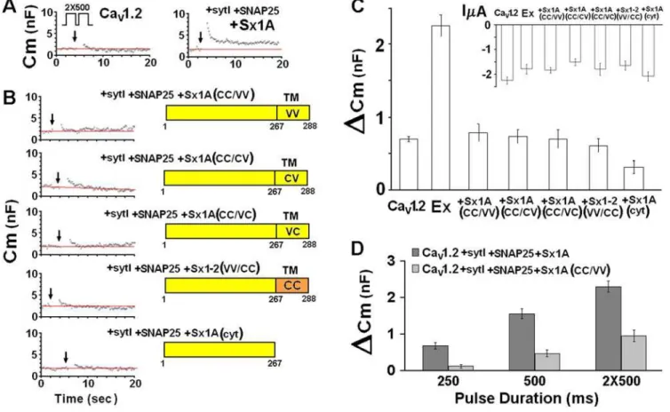 Figure 1. Mutation of Cys residues within the syntaxin 1A TMD disrupts depolarization-evoked capacitance transient