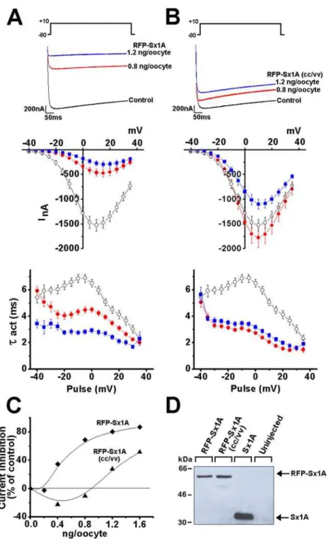 Figure 2. Expression and interaction of RFP-Sx1A and RFP-Sx1A(CC/VV) with Cav1.2. Superimposed current traces of GFP-a 1 1.2/b2A/a2/d (5/5/