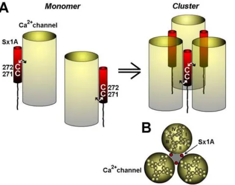 Figure 8. Assembly of VGCC Sx 1A, SNAP-25, and SytI, to generate a releasing complex; A Schematic model