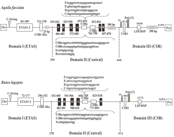 Fig 4. The structures of control region (CR) in mtDNA of A. fasciata and B.lagopus. Positions of the conserved boxes and the division into the three domains Domain I (ETAS), Domain II (Central), Domain III (CSB) are shown
