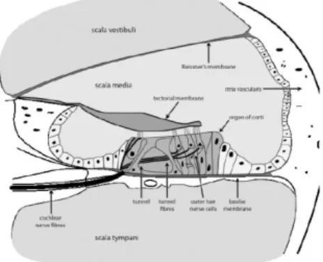 Fig. 4 15 : Estrutura da cóclea