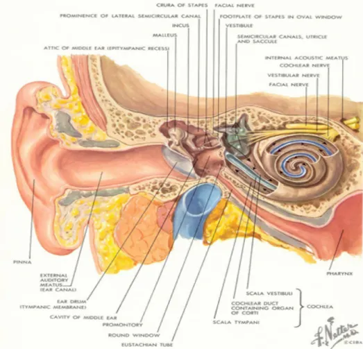 Figura 9 - Visão geral do aparelho auditivo e vestibular, do Ouvido Externo, Ouvido  Médio e Ouvido Interno 11