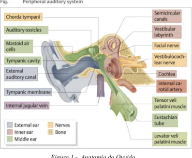 Figura 1 -  Anatomia do Ouvido