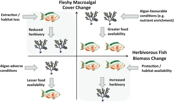 Figure 1 Relationship between changes in herbivorous fish biomass and benthic fleshy macroalgal cover