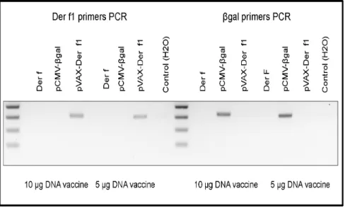 Figure 3. Effect of immunization protocol on BAL inflammation of non asthmatic non vaccinated mice (light grey bar, n = 8), Der f mice (open bar, n = 9), pCMV-bgal (grey bar, n = 7) and pVAX-Der f1 mice (black bar, n = 7) when using 10 mg of DNA