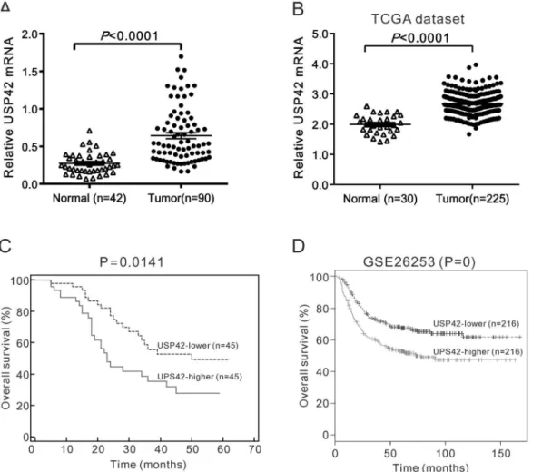 Fig 1. Increased USP42 expression correlated with poor survival of patients with GC. A