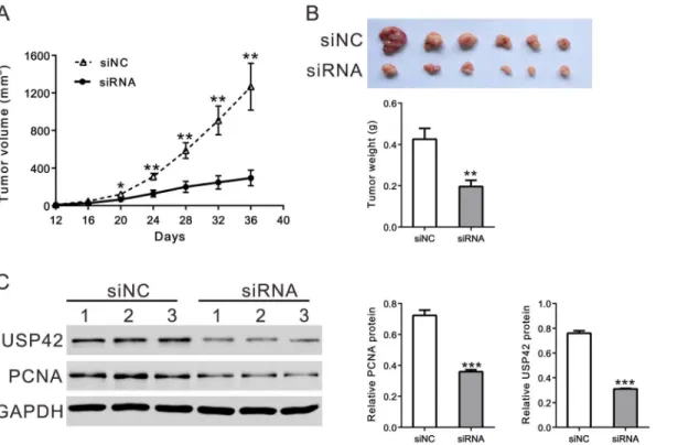 Fig 3. Knockdown of USP42 expression inhibited GC cell proliferation in vivo . A. Tumor volume was measured after USP42 siRNA (siRNA) or siRNA control (siNC) injection
