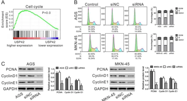 Fig 4. USP42 silencing induced G0/G1 phase arrest. A. GSEA analysis in GC patients with higher USP42 expression versus lower USP42 expression based on TCGA datasets