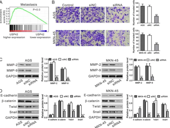Fig 5. USP42 silencing inhibited cell invasion. A. GSEA analysis in GC patients with higher USP42 expression versus lower USP42 expression based on TCGA datasets