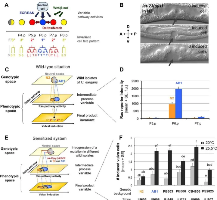 Figure 1. Cryptic variation in C. elegans vulval cell fate patterning. (A) Patterning of vulval cell fates in C