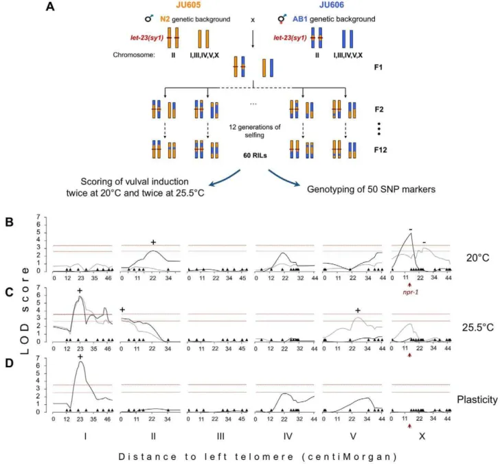 Figure 2. Genetic architecture of the cryptic variation uncovered by let-23(sy1)/egfr in the N2 and AB1 backgrounds