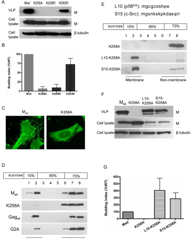 Figure 7. K258 is critical for NiV-M membrane association and budding. (A) NiV-M K258 mutants are deficient in VLP budding