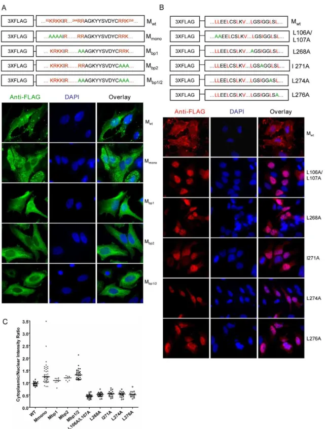 Figure 2. Mutagenesis studies of potential nuclear localization signals (NLSs) and nuclear export signals (NESs) in NiV-M
