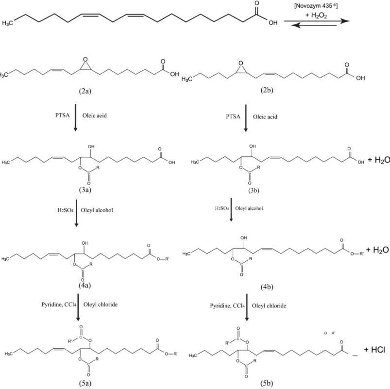 Fig 1. Reaction scheme for the formation of triester. (2a, 2b) cis-9, 10-epoxy 12c- 18:1 and cis-12, 13 epoxy 9c- 18:1