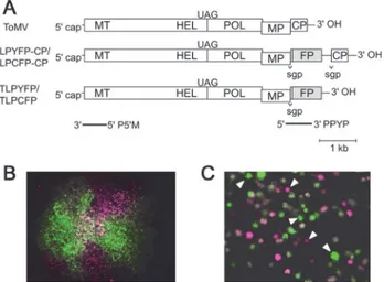 Fig 1. Estimation of founder numbers during cell-to-cell spread in leaf tissues after protoplast infection by ToMV