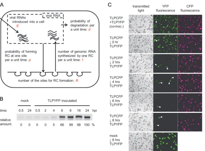 Fig 2. A model for single-cell infections. (A) A model for single-cell infections. (B) The accumulation of complementary-strand RNA at different time points.