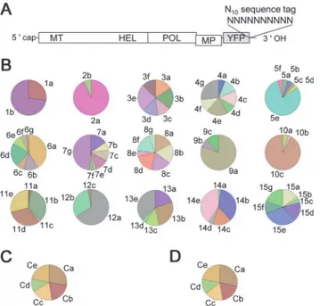 Fig 4. Stochastic variation in the numbers of founders and stochastic inequality in progeny accumulation in vivo