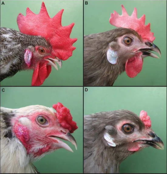Table 1. Two-point linkage analysis between Pea-comb and SNP markers on chicken chromosome 1.